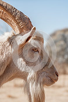 Side Portrait of Saanen Goat