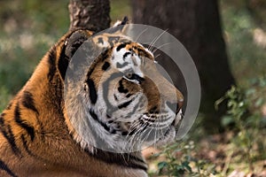 Side portrait of Siberian Tiger resting in the forest