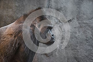 Side portrait of a silverback gorilla staring to the right in a soft bokeh background