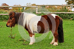 a Side portrait of a small brown and white mini Shetland pony standing on a green run