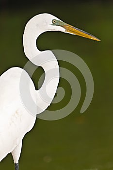 Side portrait of snowey egret