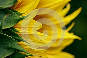 Side portrait of a sunflower