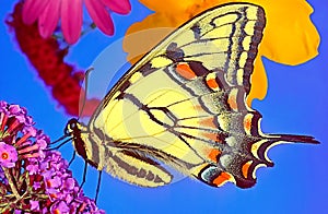 A side portrait of a Swallowtail butterfly, wings closed.