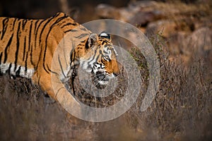 Side portrait of a tigress walking in dry habitat of Ranthambhore National Park on a winter morning