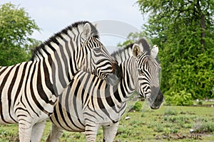 Side on portrait of two wild Burchell`s Zebra Equus quagga burchellii cuddling Etosha National Park, Namibia