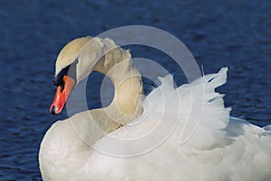 Side portrait of white swan