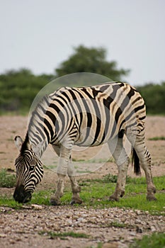 Side on portrait of wild Burchell`s Zebra Equus quagga burchellii grazing Etosha National Park, Namibia