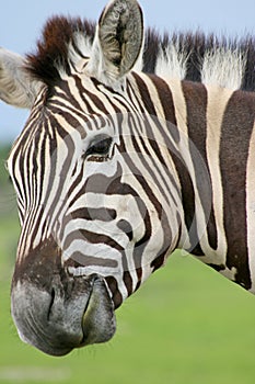 Side on portrait of wild Burchell`s Zebra Equus quagga burchellii staring at camera Etosha National Park, Namibia