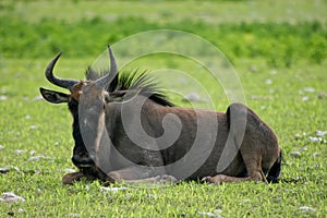 Side on portrait of Wildebeest Connochaetes taurinus resting Etosha National Park, Namibia