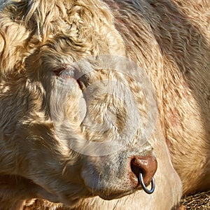 Side portrait of young bull with iron ring pulled through nostrils