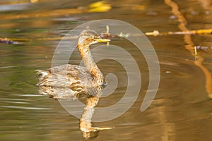 Side portrait of Young Little Grebe