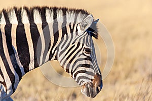 Side portrait of zebra