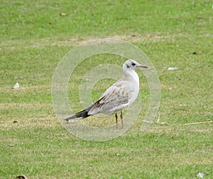 side pose of seagull standing on the ground
