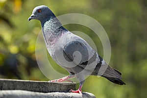 A Side Pose Of A Stylish Rock Pigeon