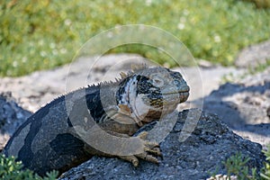 Side profile of an adult yellow land iguana, iguana terrestre on a rock at South Plaza Island, Galapagos, Ecuador