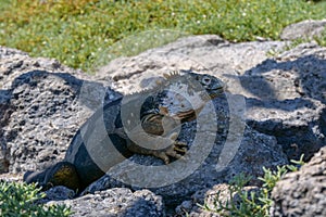 Side profile of an adult yellow land iguana, iguana terrestre on a rock at South Plaza Island, Galapagos, Ecuador photo