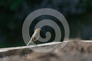 Side profile as a red breast robin stands on wooden border. Catch light sparkles in the beady birds eye