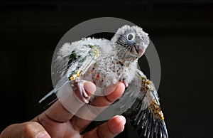 Side profile of a baby conure about to fly