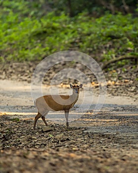 Side profile of barking deer muntjac or Indian muntjac or red muntjac or Muntiacus muntjak an antler during outdoor jungle