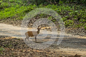 side profile of barking deer muntjac or Indian muntjac or red muntjac or Muntiacus muntjak an antler during outdoor jungle