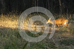 side profile of barking deer muntjac or Indian muntjac or red muntjac or Muntiacus muntjak an antler in winter season evening