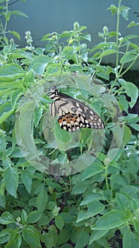 Side profile beautifull butterfly garden