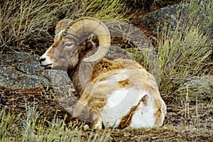 Side Profile of a Big Horn Ram