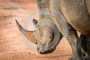 Side profile of a big White rhino male