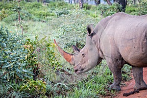 Side profile of a big White rhino male