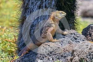 Side profile of a bright yellow adult land iguana, iguana terrestre basking in the sun on a rock at South Plaza Island, Galapagos photo