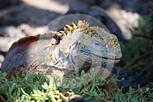 Side profile of a bright yellow adult land iguana, iguana terrestre between green cactus plants at South Plaza Island, Galapagos, photo