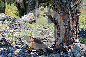Side profile of a bright yellow adult land iguana, iguana terrestre under a cactus at South Plaza Island, Galapagos, Ecuador photo