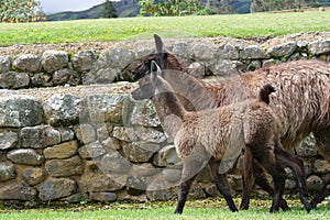 Side profile of brown baby llama and mother