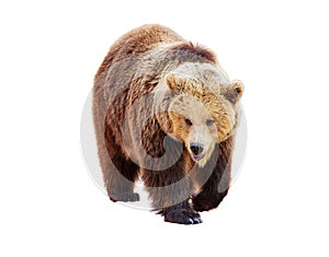 Side profile of a brown bear in mid-step, isolated on a white background