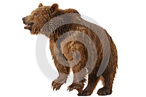 Side profile of a brown bear in mid-step, isolated on a white background