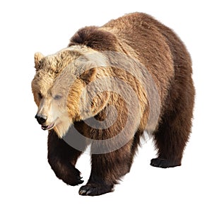 Side profile of a brown bear in mid-step, isolated on a white background