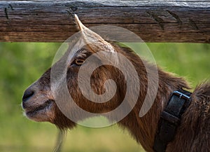 Side profile of a brown goat