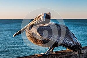 Side Profile of California Brown Pelican on Oceanside Pier