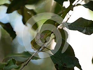 Side profile of the Cape Dwarf Chameleon, Bradypodion pumilum, in a green bush. The background is blurred and intentionally out of