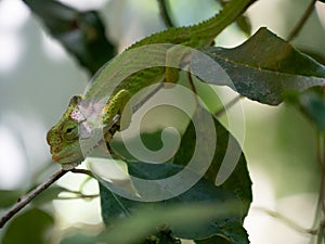 Side profile of the Cape Dwarf Chameleon, Bradypodion pumilum, in a green bush. The background is blurred and intentionally out of