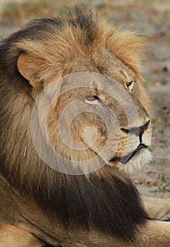 Side profile of Cecil the iconic Hwange Lion