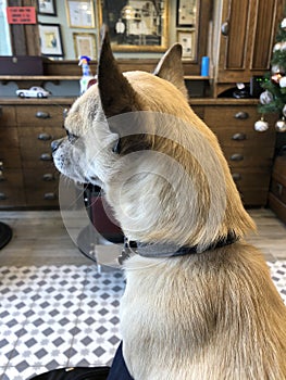 Side Profile of a Chihuahua Sitting on My Lap in the Barbers at Christmas Time