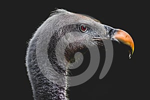 Side profile close up of a Ruppell's griffon vulture on a black background