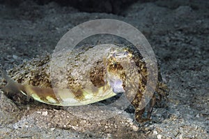 Side profile closeup of a Broadclub Cuttlefish (Sepia latimanus)