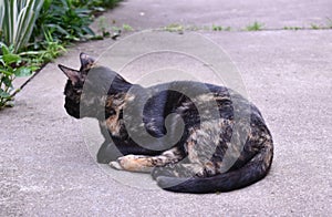 Side profile of colorful cat in the yard