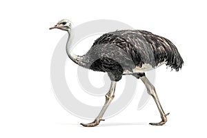 Side profile of a common ostrich walking gracefully, showcasing its long legs, black and white feathers, and distinctive features