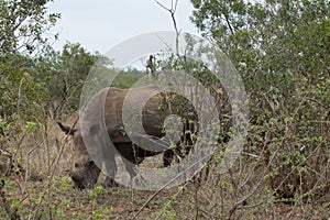 Side profile of a de-horned white rhinoceros - Ceratotherium simum - grazing in the bushveld. Location: Kruger National Park,