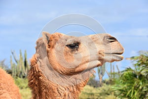 Side Profile of a Dromedary Camels Head