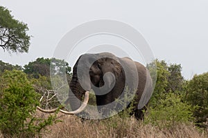 Side profile of a elephant bull with large tusks walking in the bushveld. Location: Kruger National Park, South Africa