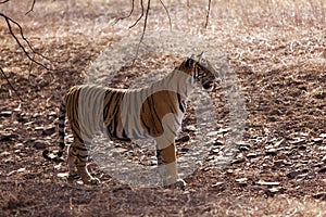 Side profile of a female tigress,